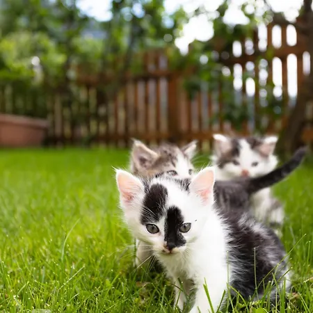 Фермерский дом Klockergut Санкт-Файт (Понгау)