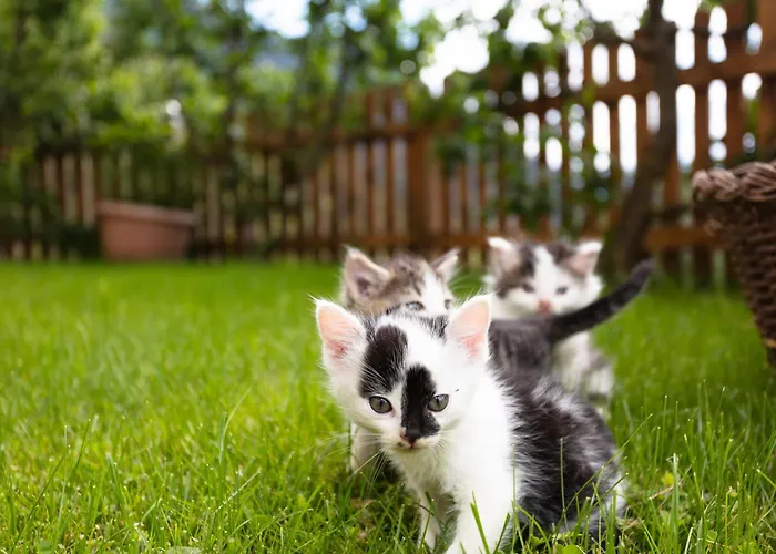 Alloggio per agriturismo Klockergut Sankt Veit im Pongau