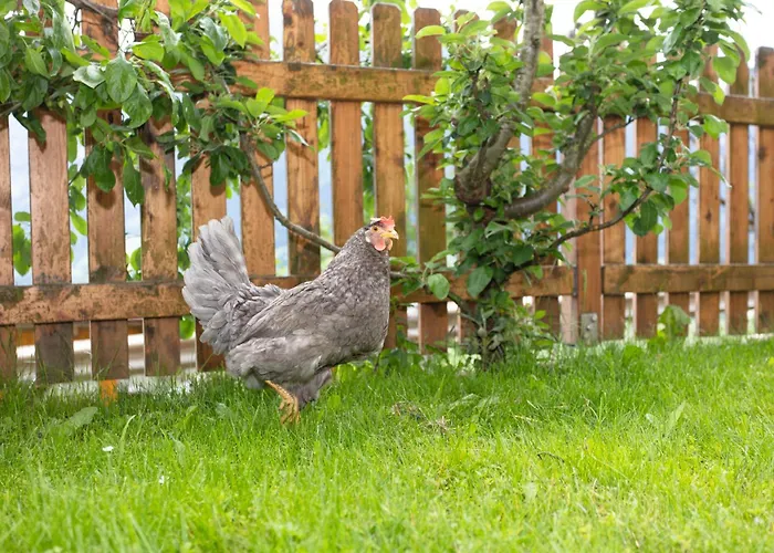 Alloggio per agriturismo Klockergut Sankt Veit im Pongau